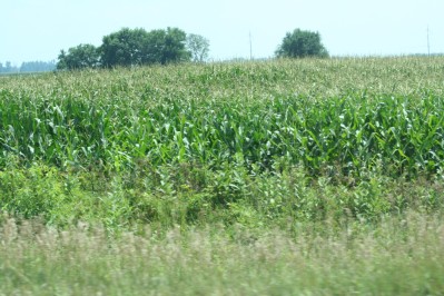 Iowa Cornfield